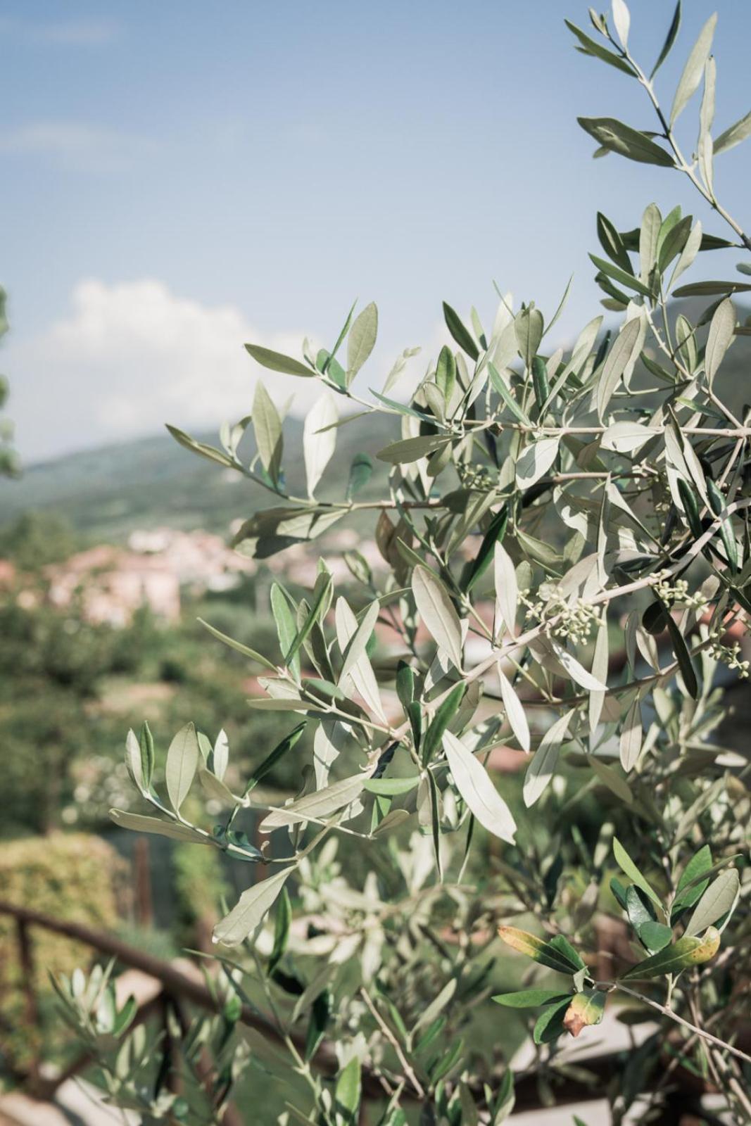 Borgata Cantone Country House B&B Garlenda Bagian luar foto